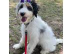 Aussiedoodle Puppy for sale in New Ulm, TX, USA