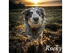 Rocky Australian Cattle Dog Adult Male