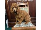 Poodle (Toy) Puppy for sale in Ortonville, MI, USA