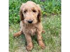 Goldendoodle Puppy for sale in Eaton Rapids, MI, USA