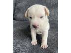 Tomato American Pit Bull Terrier Puppy Male