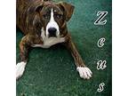 Zeus American Pit Bull Terrier Young Male