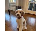 Goldendoodle Puppy for sale in Carnesville, GA, USA