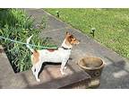Trixie in Shreveport Jack Russell Terrier Puppy Female