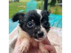 Chihuahua Puppy for sale in Lucedale, MS, USA