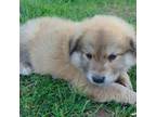 Mutt Puppy for sale in Sheldon, WI, USA