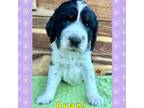 English Springer Spaniel Puppy for sale in Livingston, MT, USA