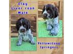 English Springer Spaniel Puppy for sale in Livingston, MT, USA