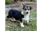Pembroke Welsh Corgi Puppy for sale in Castalia, NC, USA