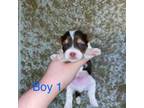 Biewer Terrier Puppy for sale in Philadelphia, PA, USA