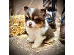 Pomeranian Puppy for sale in Leander, TX, USA