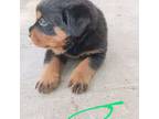 Rottweiler Puppy for sale in Roseville, MI, USA