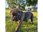 Bullmastiff Puppy for sale in Manheim, PA, USA