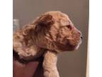 Poodle (Toy) Puppy for sale in New Orleans, LA, USA