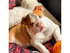 Bulldog Puppy for sale in Moore, OK, USA