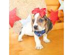 Basset Hound Puppy for sale in Paris, TX, USA