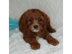 Cavapoo Puppy for sale in Huntsville, AL, USA
