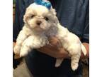 Shih Tzu Puppy for sale in Laurel, DE, USA