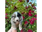 Australian Shepherd Puppy for sale in Greenville, MI, USA