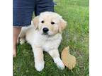 Great Pyrenees Puppy for sale in Amissville, VA, USA