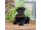 Schnauzer (Miniature) Puppy for sale in Abbeville, SC, USA