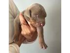 Doberman Pinscher Puppy for sale in Round Lake, IL, USA
