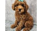 Poodle (Toy) Puppy for sale in New York, NY, USA
