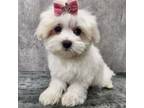Maltese Puppy for sale in New York, NY, USA