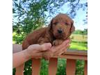 Mutt Puppy for sale in Colby, WI, USA