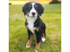 Bernese Mountain Dog Puppy for sale in Bergholz, OH, USA