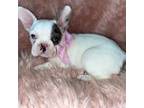 French Bulldog Puppy for sale in Indianapolis, IN, USA