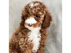 Poodle (Toy) Puppy for sale in West Covina, CA, USA