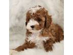 Poodle (Toy) Puppy for sale in Burbank, CA, USA