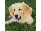 Golden Retriever Puppy for sale in Nunn, CO, USA