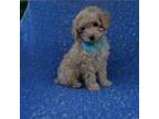 Maltipoo Puppy for sale in Whittier, CA, USA