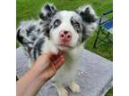 Border Collie Puppy for sale in Moore, OK, USA