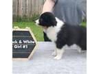 Border Collie Puppy for sale in Moore, OK, USA