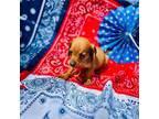 Dachshund Puppy for sale in Marshall, AR, USA