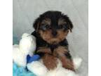 Yorkshire Terrier Puppy for sale in Huntsville, AL, USA