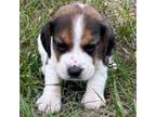 AKC Tri Male Beagle Puppy