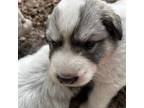 Great Pyrenees Puppy for sale in Brooker, FL, USA