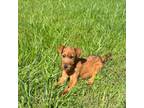 Irish Terrier Puppy for sale in Seymour, MO, USA