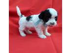 Shih-Poo Puppy for sale in Whittier, CA, USA