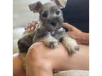 Schnauzer (Miniature) Puppy for sale in Menifee, CA, USA
