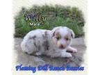 Miniature Australian Shepherd Puppy for sale in Forestburg, TX, USA
