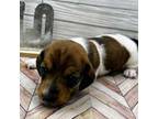 Dachshund Puppy for sale in Rio Linda, CA, USA