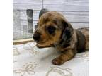 Dachshund Puppy for sale in Rio Linda, CA, USA