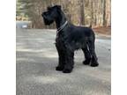 Schnauzer (Giant) Puppy for sale in Marietta, GA, USA