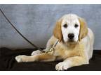Golden Retriever Puppy for sale in Monroe, LA, USA