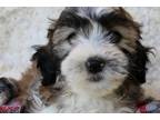 Shih-Poo Puppy for sale in Orlando, FL, USA